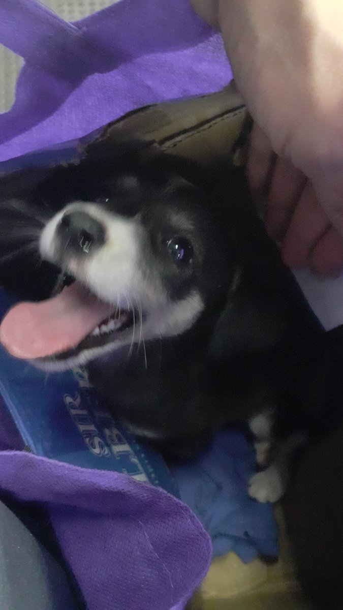 MMJMIGUEL_'s tweet photo. Buenos días, gente. Ayer me topé con esta cachorrita abandonada en la calle. No podía dejarla allí y la traje a pasar al menos la noche al apartamento. Yo no puedo tenerla por mucho tiempo. Es cariñosa a mil. 

Le busco hogar. Los Teques. DM abierto y mi wa también: 04166184718 https://t.co/7hWwJiJwFI