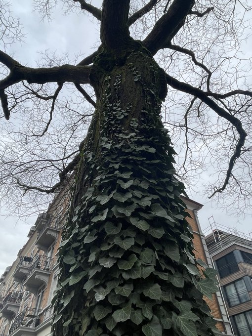 Nature is so cool. I dont think I&rsquo;ll ever be bored looking at English Ivy taking over everything or admiring
