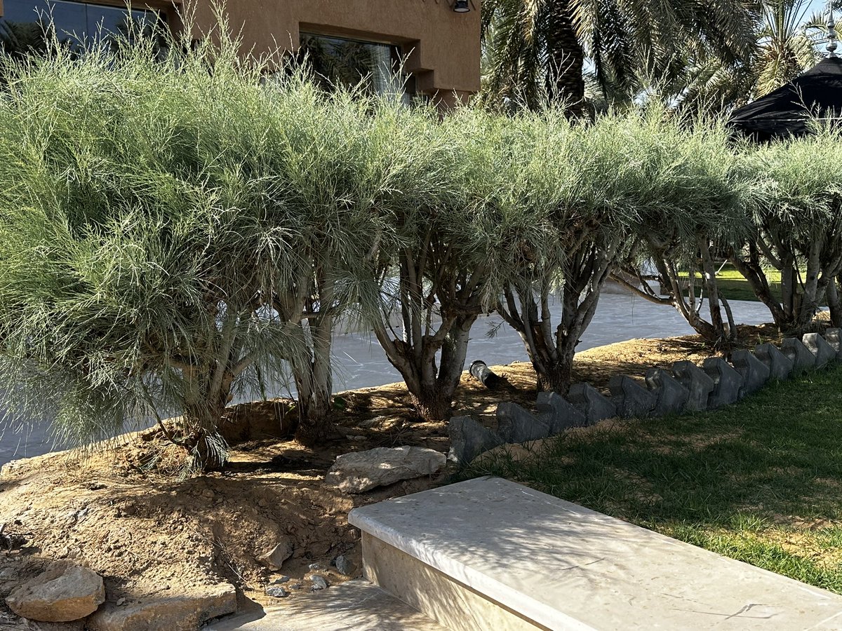 MotebBinFahad's tweet photo. #تصويري في مدينة #بريدة في مزرعة الشيخ ��اشد العبدالله الراشد  لشجر الاثل بعمر 25 سنه تجربه فريده من نوعها وتستحق ان تنقل التجربة في التشجير  لانها من اشجارنا المحلية التى تتحمل العطش والظروف البيئية الصعبة شكرا للشيخ راشد على اهتمامه بالبيئة . وهذه التجربة الرائعة الجميلة https://t.co/DUsUNknOxc