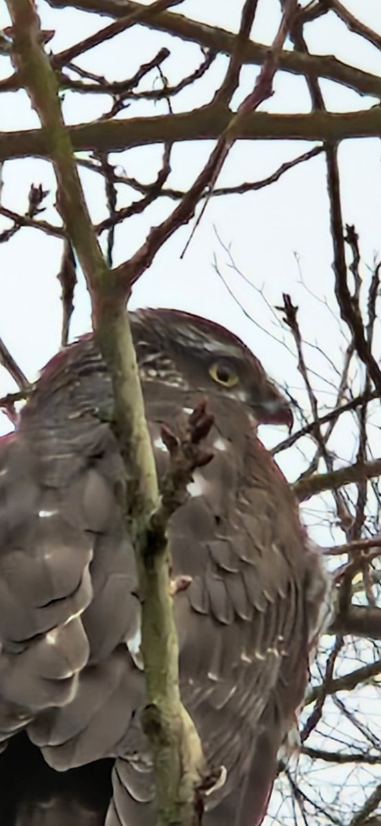 Robert de Boer tweet media