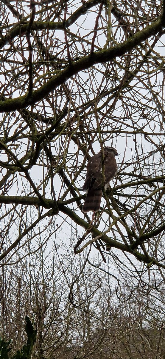 Robert de Boer tweet media