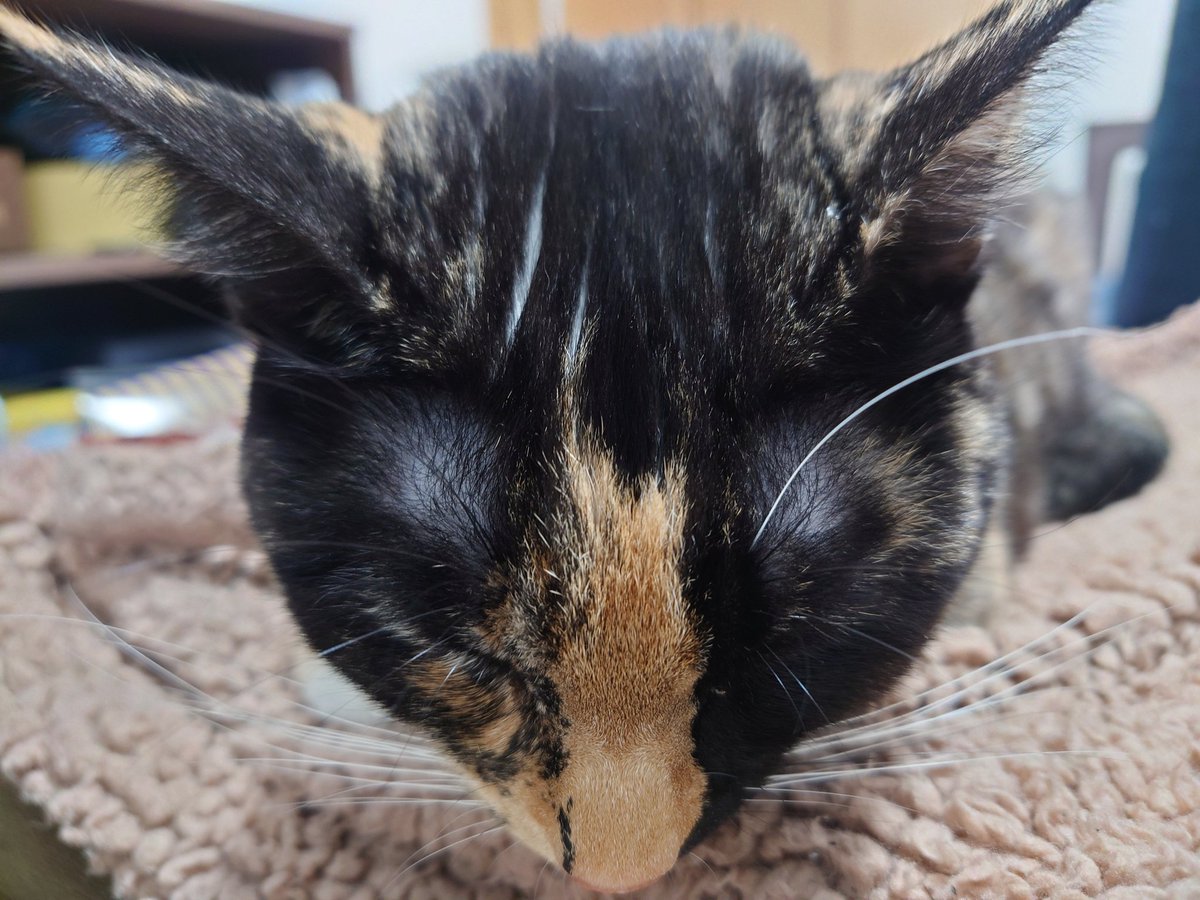 sed0922's tweet photo. 今日で家に来て１年になりました。
日々可愛いを更新しています。
#保護猫 #サビ猫 #名前はわさびです https://t.co/gGoov8FC3J