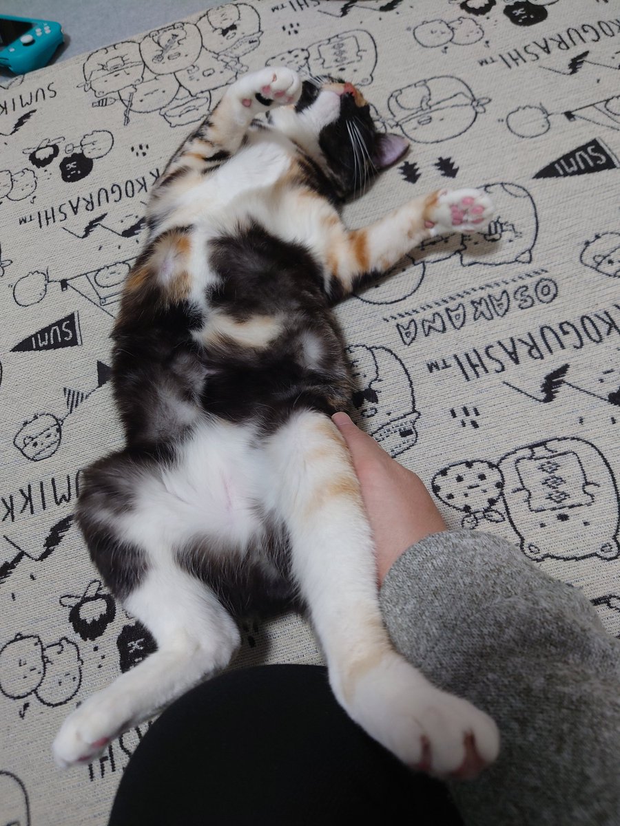 sed0922's tweet photo. 今日で家に来て１年になりました。
日々可愛いを更新しています。
#保護猫 #サビ猫 #名前はわさびです https://t.co/gGoov8FC3J