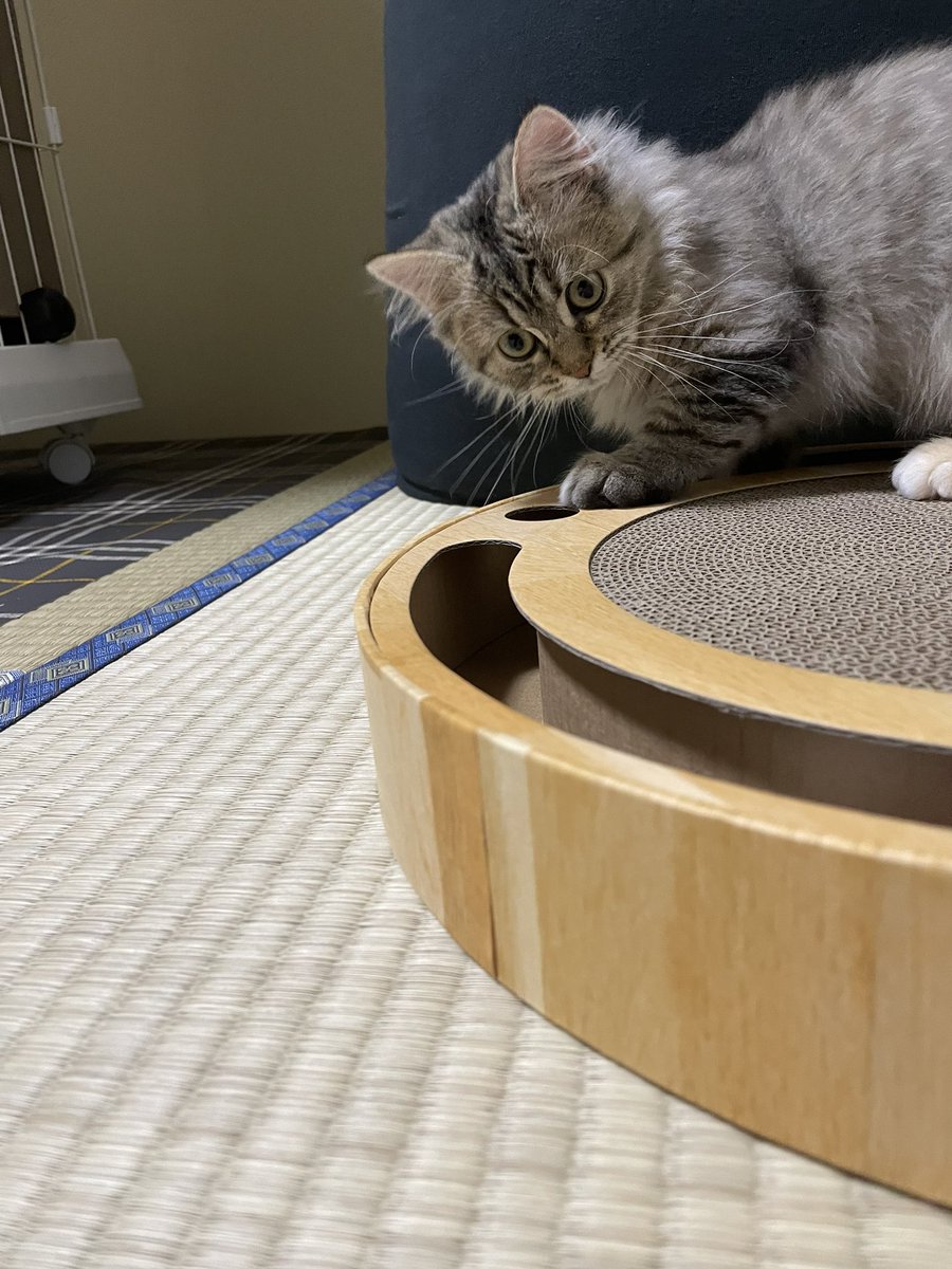 uchida_riesyon's tweet photo. そういえば11月からペルシャの子猫飼い始めました🐈（遅）てか今年ももうちょっとで終わってしまう！！ https://t.co/4hlmHnuFY6