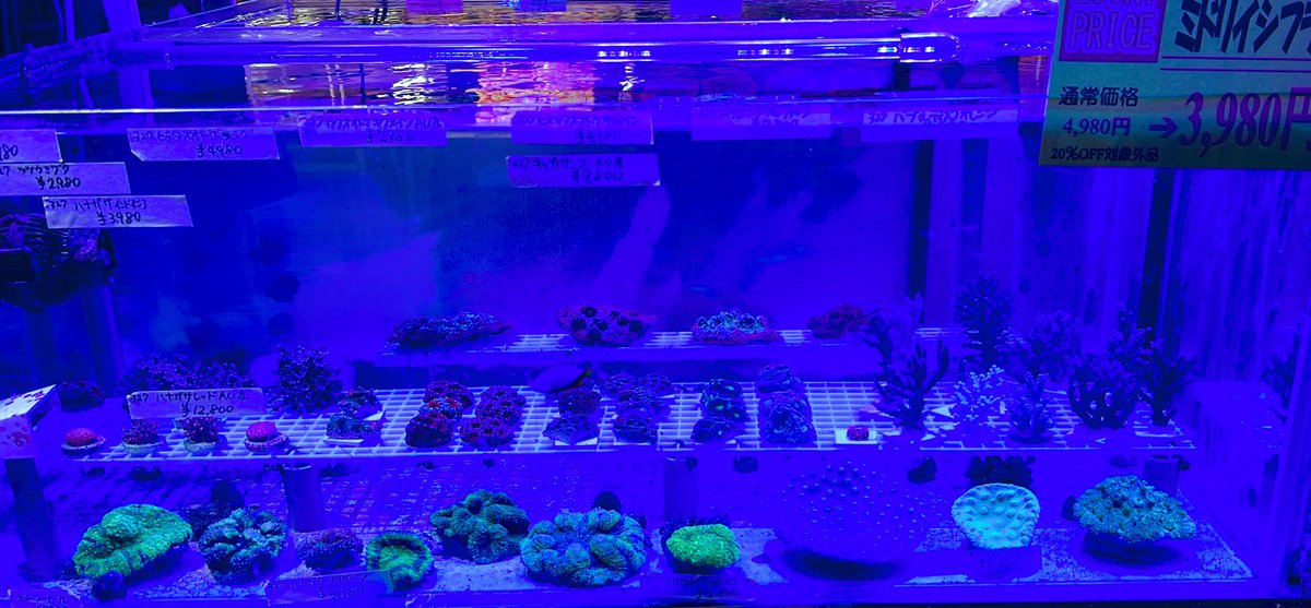 amigo_takamatu's tweet photo. 海水魚・サンゴクリスマスセール開催中です！！❄︎𖡺𐂂𖡺❅*.
130個以上のサンゴが来てます🥺🫰💕
#サンゴ #マリンアクアリウム #アミーゴ高松店 #クリスマスセール #イベント情報 https://t.co/sA3hWIKAJk