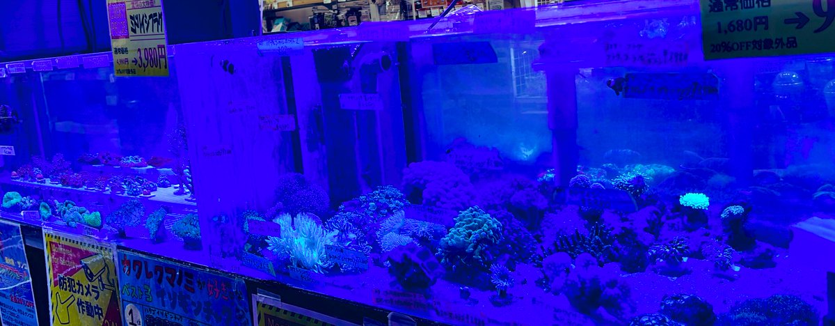 amigo_takamatu's tweet photo. 海水魚・サンゴクリスマスセール開催中です！！❄︎𖡺𐂂𖡺❅*.
130個以上のサンゴが来てます🥺🫰💕
#サンゴ #マリンアクアリウム #アミーゴ高松店 #クリスマスセール #イベント情報 https://t.co/sA3hWIKAJk