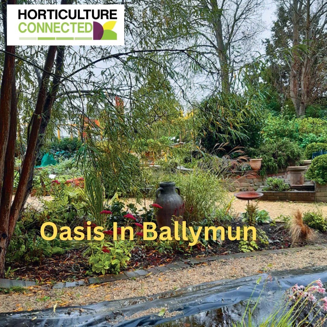 Read this article by @Hort_Rach in Horticulture Connected, about our GLAS garden in #Ballymun. horticultureconnected.ie/news/oasis-in-… #Dublin #Sustainability #SocialInclusion
