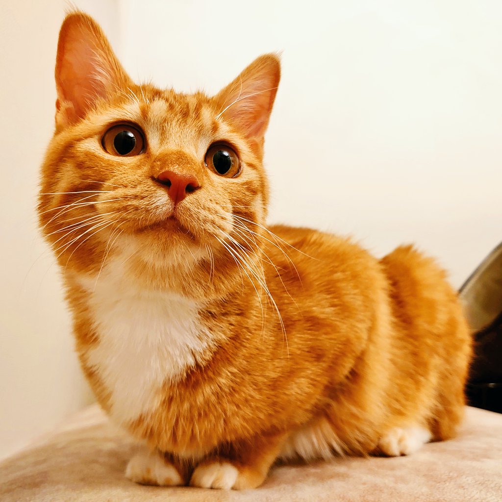 #みらい動物病院
勇気をもらった一年に感謝
保護猫2匹から9匹って忙しいし病気猫ちゃんは金銭的負担もかなり😅それでも幸せも9倍であることは間違いなかった。財団や動物病院については人生終盤の最後の頑張りは自分や家族の贅沢より社会貢献と動物への愛情🌸