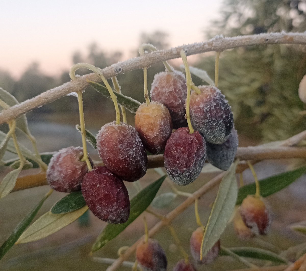 #AgropopularFelizNavidad
Buenos días desde #Linares.
Llegaron el frío y las heladas durante esta semana a nuestra zona, con los termómetros🌡️ bajando hasta los -3.31°.
Toca abrigarse para seguir recogiendo #aceituna 🫒.
#olivar #picual
<a href="/scasanagustin/">SCA San Agustín</a> 
#30años