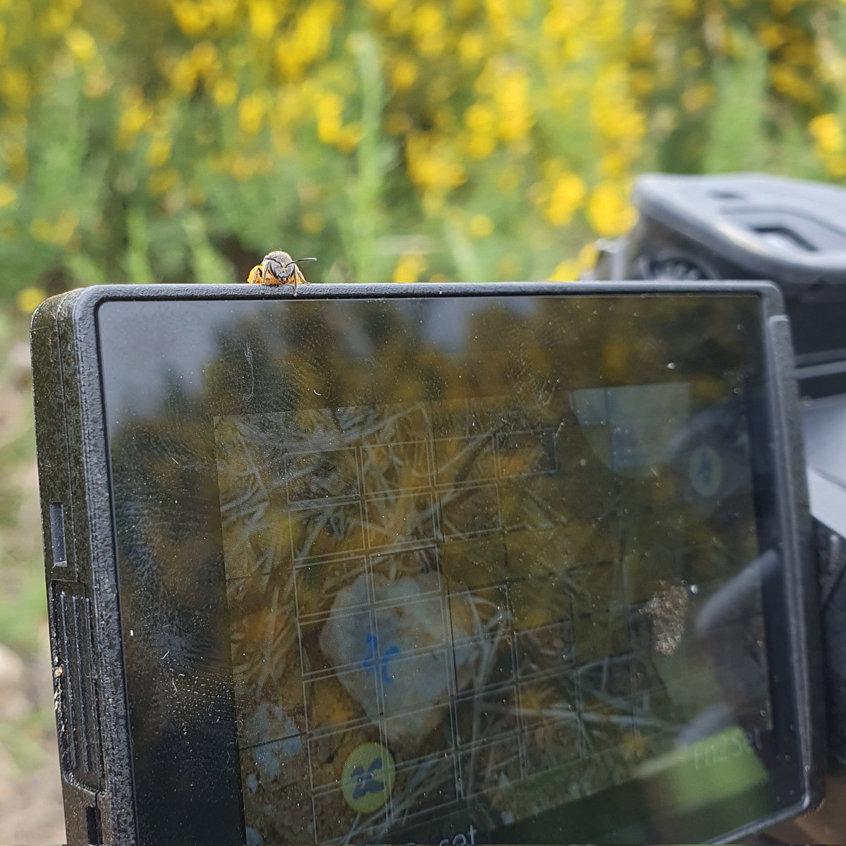 TheWaspLady's tweet photo. (Left) Sweat bee (Lasioglossum), covered in pollen, peeking at the recording of the painted bee (Right) to observe her foraging patterns. My job is to sit and observe - I ❤️ my job. 

I've been trying to study these bees for years and now- I'm living that dream.
@Zoology_Otago https://t.co/iblNZq0D3t
