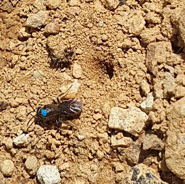 TheWaspLady's tweet photo. (Left) Sweat bee (Lasioglossum), covered in pollen, peeking at the recording of the painted bee (Right) to observe her foraging patterns. My job is to sit and observe - I ❤️ my job. 

I've been trying to study these bees for years and now- I'm living that dream.
@Zoology_Otago https://t.co/iblNZq0D3t