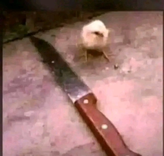 YoungKaytwo8's tweet image. This Christmas age is just a number
Takuli ati shani nashani