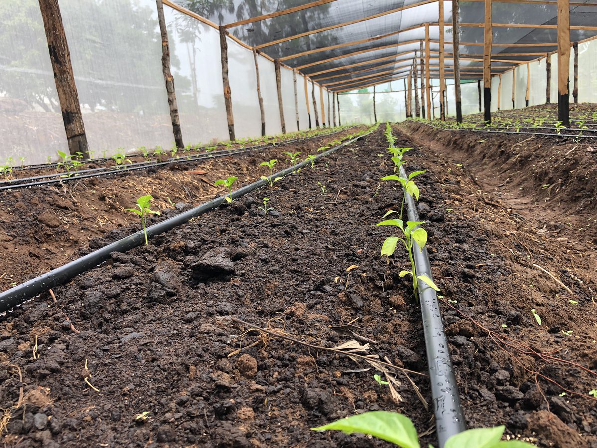 kalebndolo's tweet photo. Our coloured #capsicum under #shadenet https://t.co/HVnFzka8sd
