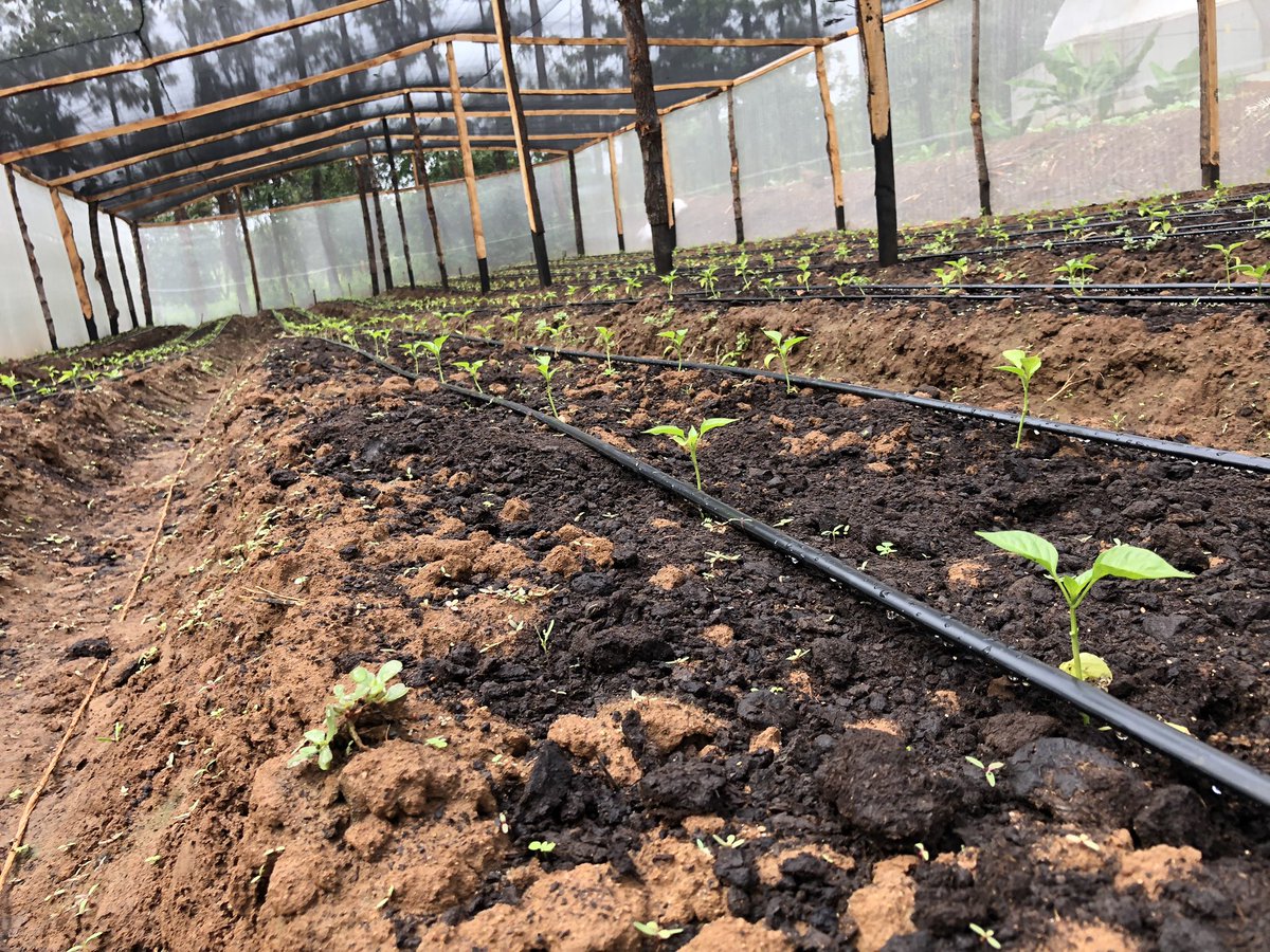kalebndolo's tweet photo. Our coloured #capsicum under #shadenet https://t.co/HVnFzka8sd