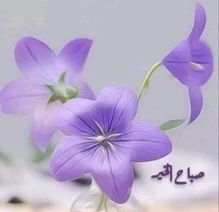 جميل أن تڪوني ڪزهرةالبنفسج💜
حزينه.لڪنهاتسرالناظرين
تخفي مابهامن ألم وتبهج 
من حولها💜
حضورهانادرلڪنهاتبقى فى البال أبداًعبيرها لاينسى
تظهرفى فصل باردلڪنهابجمالهاولونها الرائع تدفئ  القلـ♡ـوب💜
جميل أن تڪوني بنفسجيه أنيقه الحضور💜
تترڪين عبقك حيثماحللتى 
وتبقين فى البال مهماغبتي