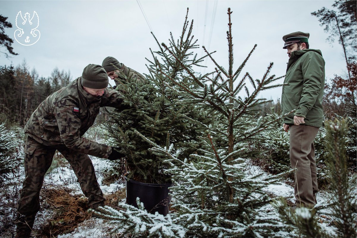 terytorialsi's tweet photo. „Choinka 🎄dla Kombatanta” od Terytorialsów z #5MBOT i Nadleśnictwa. Świąteczne drzewka z plantacji w Lipniaku pod Siedlcami jadą do kombatantów wschodniego Mazowsza!
@LPanstwowe 👍
#Choinka #Święta #Kombatant #Mazowsze #Nadleśnictwo #LasyPaństwowe #Siedlce #Terytorialsi https://t.co/l9I5ObhjJD