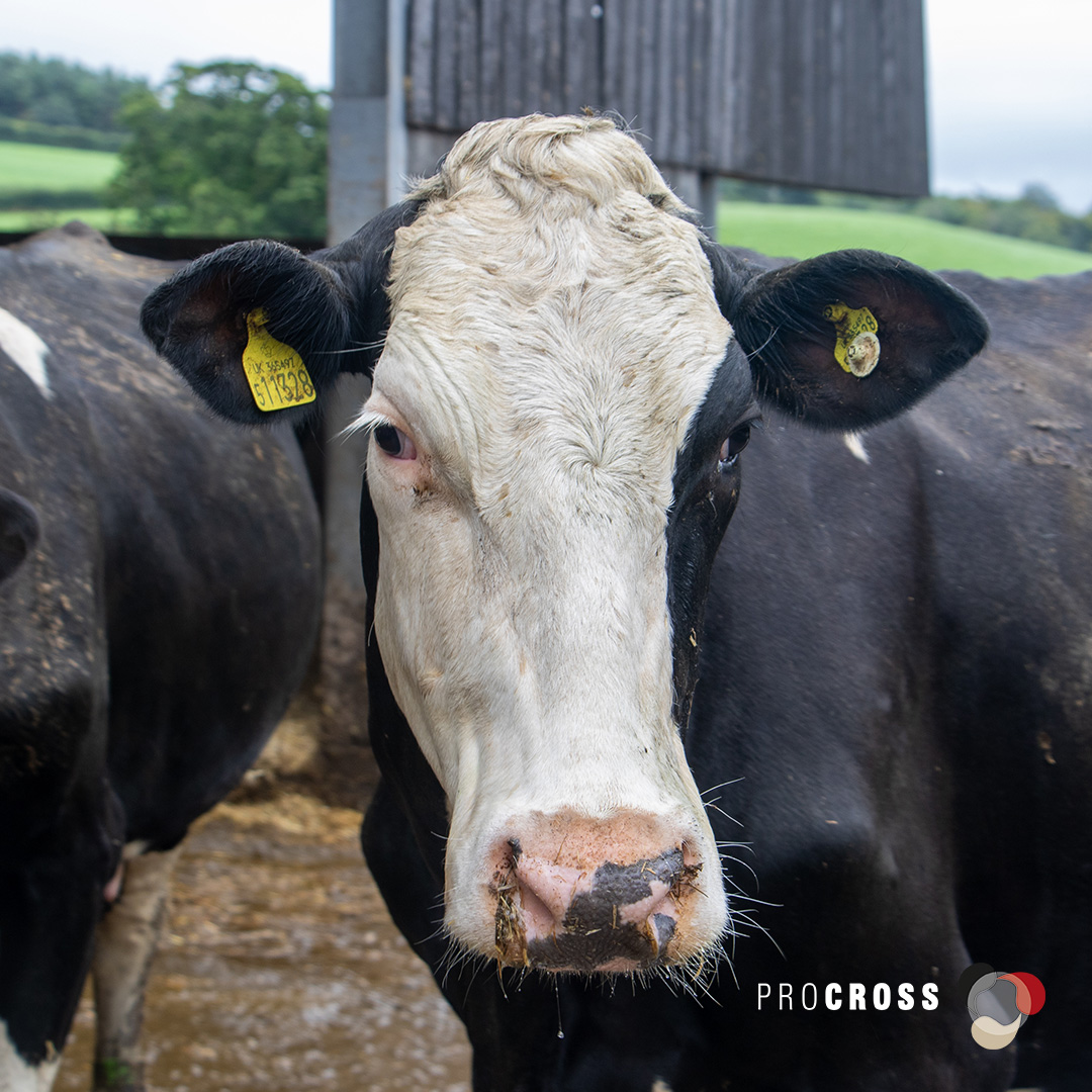 Patrick Cock transitioned from traditional Holsteins to ProCROSS crossbred cows: 

🐄 Higher conception rates from 28% to 44% 
👌 Lower death rate and fewer cases of lameness and mastitis
❗ 0 cases of left displaced abomasum

Discover more: okt.to/bZ6j7J