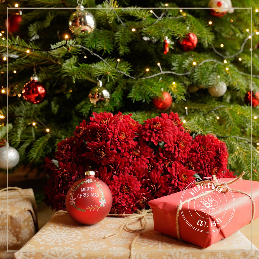 Wij wensen je gezegende en liefdevolle kerstdagen toe!🎄

We wish you a Christmas full of blessings and love!🎄

#chrysanthemums #naturally #christmas #merrychristmas