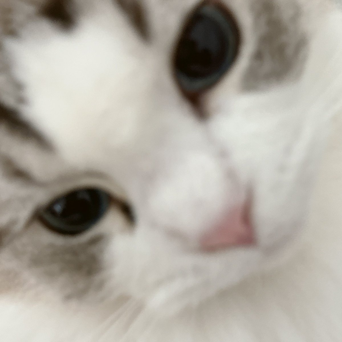 the close up pics jaemin takes of luna pls she’s so CUTE