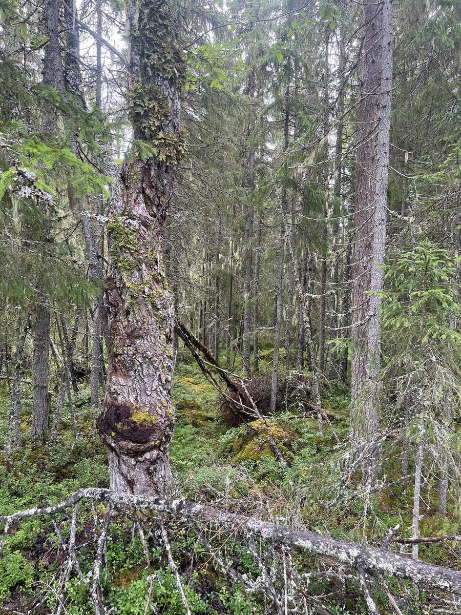 GuLinden's tweet photo. Innan EU kom in i bilden fick jag lära mig att ”old growth forest” är ett klimax-stadium där avdöendet är lika stort som tillväxten. Det vi kallar naturskog är sällan old growth. Dessa har ofta brukats långt tillbaka vilket fortfarande påverkar skogens processer. https://t.co/D3VjIxMu9Z
