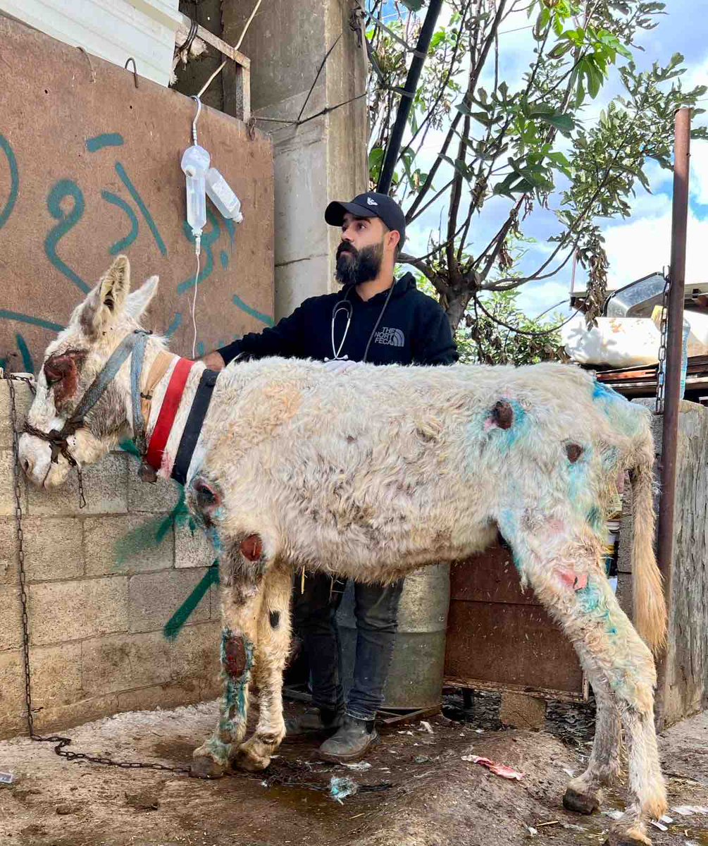 🚑 Fueled by your generous donations, our charity's mobile clinics bring lifesaving medical treatment directly to 100's of donkeys every month. However, countless donkeys in the West Bank still await our arrival to stop their pain & suffering 🤕💔ow.ly/HUGu50QkZht