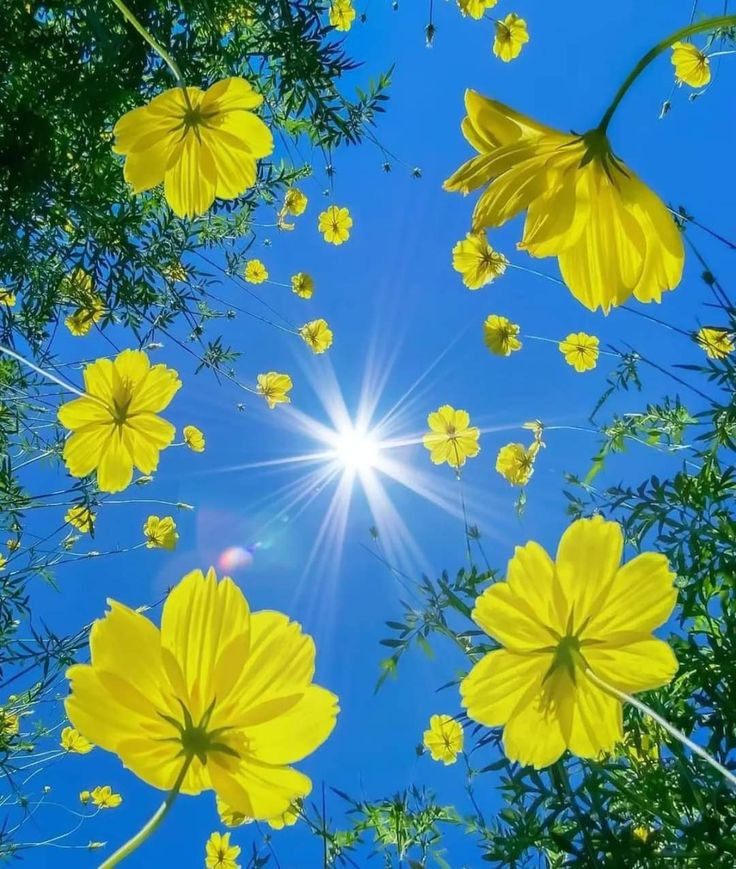 Vi auguro tanti 'candidi soles', giorni luminosi, in cui la serenità interiore ci consenta di percepire momenti di pienezza autentica.
☀️
Buone feste.
☀️