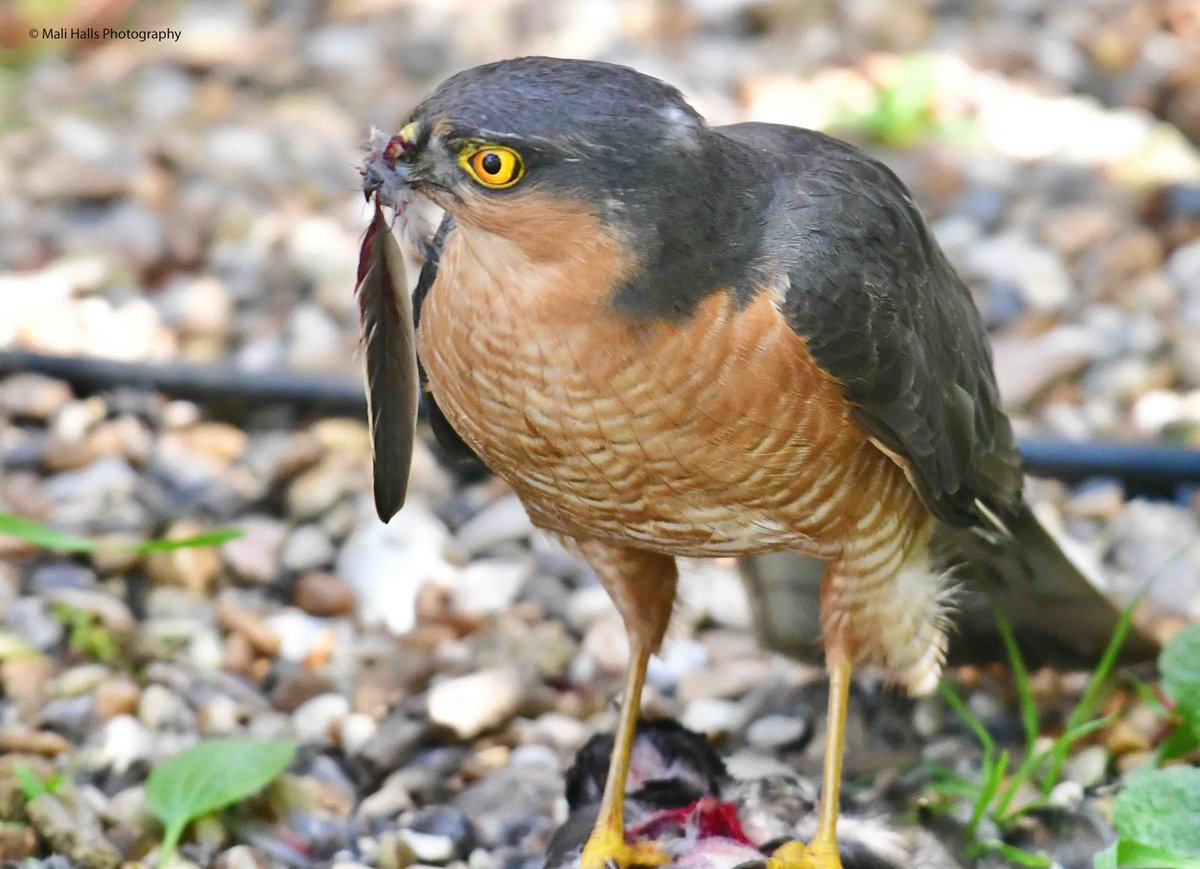 MaliHalls's tweet image. #Sparrowhawk.

#Morning #Tweeps, I hope your #day is #good...Its a #dry start here in #Lakenheath.

#BirdTwitter #Nature #Photography #wildlife #birds #TwitterNatureCommunity #birding #NaturePhotography #birdphotography #WildlifePhotography #Nikon
