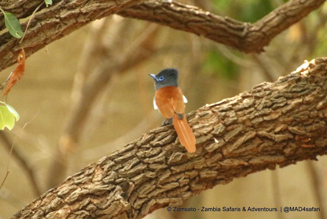 Zamsato's tweet photo. Paradise Flycatcher - one of the beauties in our yard at Kalahari Sand Ridge Inn in Livingstone.

#paradiseflycatcher #beautifulbird #birdinginthecity #birdphotography #birdphoto #destinationlivingstone #destinationzambia #zamsato #customsafari #nextadventure #amazingwildlife https://t.co/eh5QLBNyiS