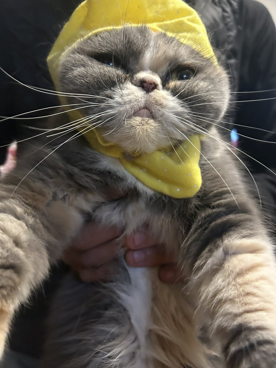 ta280526's tweet photo. 猫レモンちゃん https://t.co/q0PtOzaisX