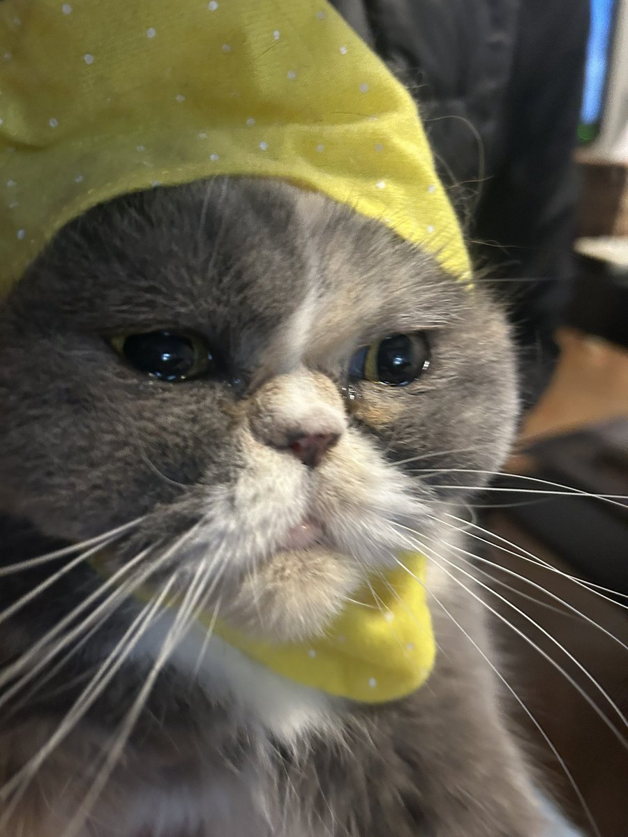 ta280526's tweet photo. 猫レモンちゃん https://t.co/q0PtOzaisX