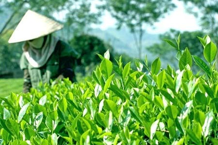 nobita1989TN's tweet photo. Chè Cành
Chè Cành là loại chè được trồng bằng cành của những giống thuần chủng đã được chọn lọc kỹ lưỡng
Có hai phương pháp nhân giống chè là: nhân giống hữu tính ( bằng hạt) và nhân giống vô tính bằng giâm cành và nuôi cấy mô
#Teadrinks https://t.co/bbFwVHlXO8