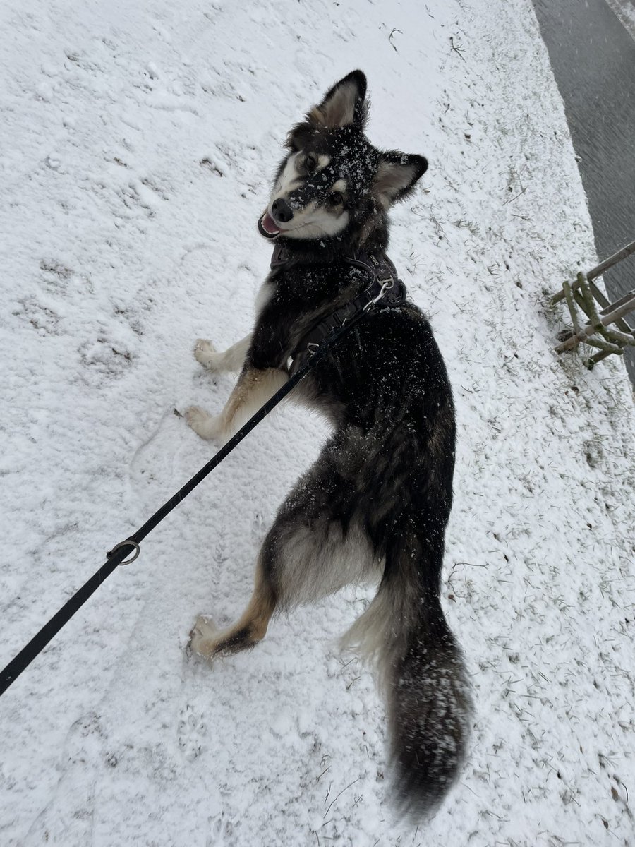 Someone is enjoying the snow :)