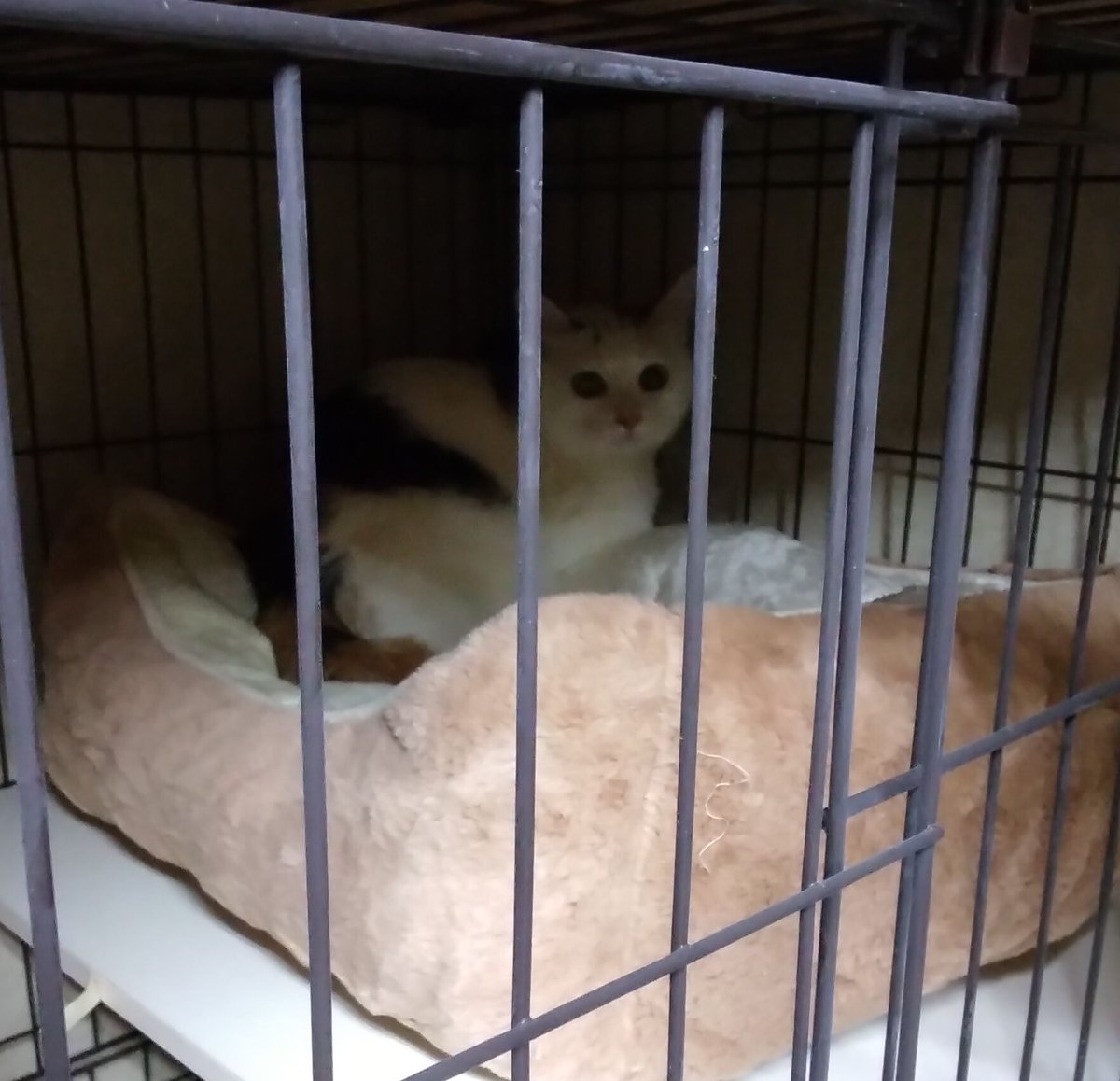 kuruma3013's tweet photo. 白血病キャリアの子達(3匹)を迎えに茨城県まで行ってきました。飼い主さんが入院してしまい、家族の方も面倒見れないということでゴエママさんが奔走しています。少しでも力になれればと思いお迎えしました。#猫白血病キャリア https://t.co/lHRIs4NJsD