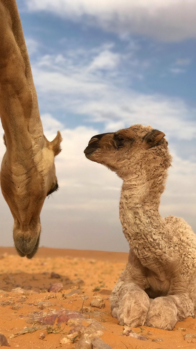 bdoi_20's tweet photo. @CamelClub @alaibilfestival #مهرجان_الملك_عبدالعزيز_للإبل8
#عز_لاهلها https://t.co/9XjqUp2ZMu