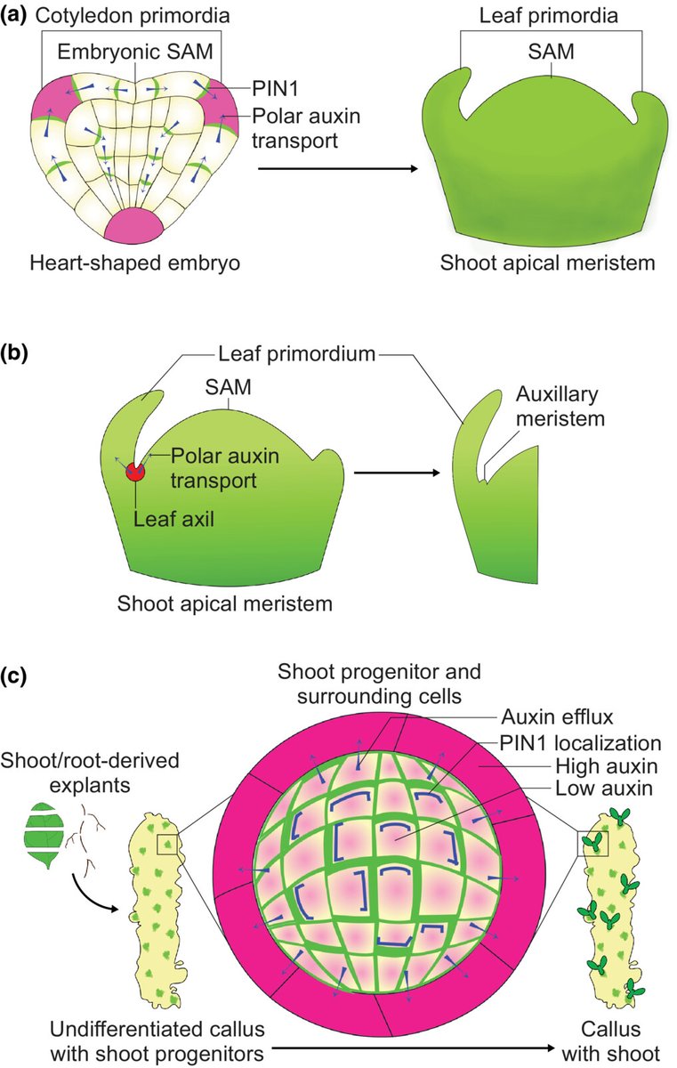NewPhyt's tweet photo. #TansleyInsight: Multiple feedbacks on self-organized morphogenesis during plant regeneration 

@MabelMathew_M @ganguly_akansha @kalikapg

📖 https://t.co/HXcM0gRFjk 

@wileyplantsci https://t.co/7w4OoVa6Jj