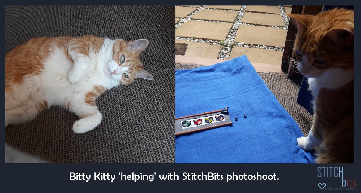 StitchBits_Miss's tweet photo. Happy #caturday! 😸🧡🤍

This is the Bitty Kitty, the lil orange cutie you will most likely always see in promo or logo art. The true Mastermind behind Stitch Bits!

#stitchbits #cats #bittykitty #toocute #sassycat https://t.co/VSWitKjdF0