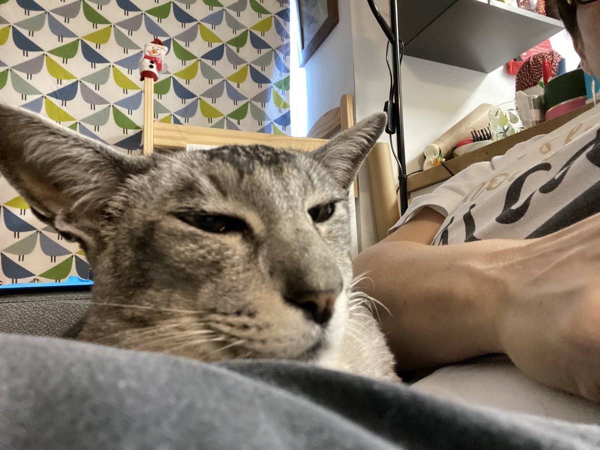 mrmokeycat's tweet image. When mum says she has to go to work and you give zero f***s 😹 #notmoving #noworktoday