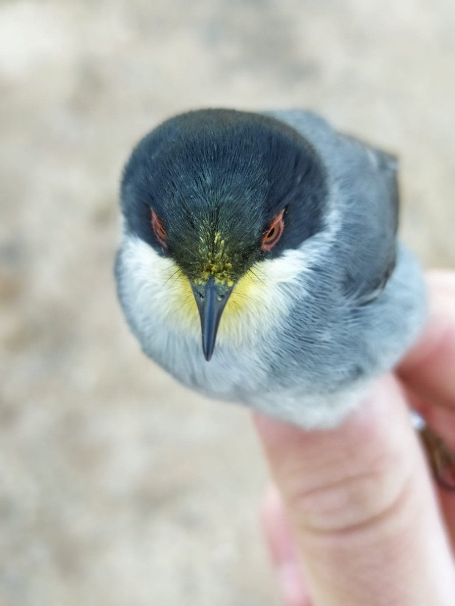 olivaresvivos's tweet photo. Oye, ¿sabías que las currucas cabecinegras también son polinizadoras? ¡Qué chulada! Resulta que cuando tienen cerca Altramuz del diablo (Anagyris foetida), lo hacen. En #OlivaresVivos nos encargamos de ayudar a currucas y mosquiteros, restaurando las fincas con esta especie 🌿🐦 https://t.co/MUvER22STq