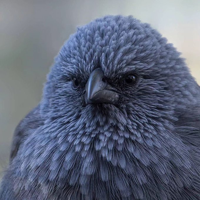 GCBbLPRbUAAdV2O?format=jpg&name=small