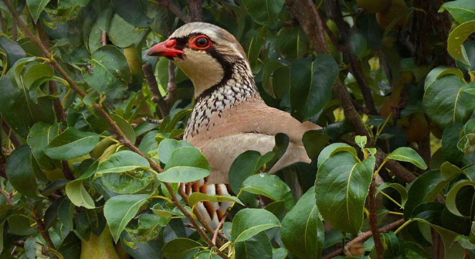 threeravenspod's tweet photo. In our final #Advent 2023 mini-episode is out now, A Partridge In A Pear Tree! With all 12 parts now released, that must mean we're jolly close to #Christmas! Woohoo! Listen here: https://t.co/WyEpW9yc6J #History #Folklore #podcast #twelvedaysofchristmas #apartridgeinapeartree https://t.co/hkguXwDbfP