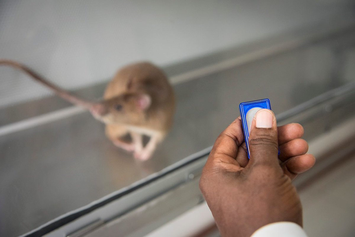 herorats's tweet image. #Clickers are essential to HeroRAT #training. 🐭

Young rats first hear clickers + receive rewards for them to associate the sound of the "CLICK" with food, and become motivated to search for a target scent. 

#landmines #tuberculosis #scentdetection #positivereinforcement