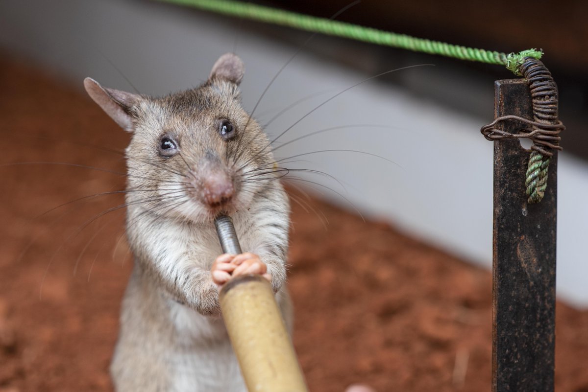 herorats's tweet image. #Clickers are essential to HeroRAT #training. 🐭

Young rats first hear clickers + receive rewards for them to associate the sound of the "CLICK" with food, and become motivated to search for a target scent. 

#landmines #tuberculosis #scentdetection #positivereinforcement