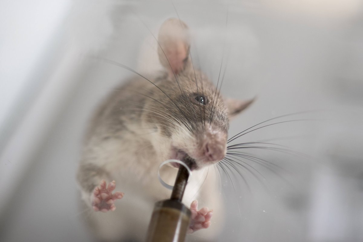 herorats's tweet image. #Clickers are essential to HeroRAT #training. 🐭

Young rats first hear clickers + receive rewards for them to associate the sound of the "CLICK" with food, and become motivated to search for a target scent. 

#landmines #tuberculosis #scentdetection #positivereinforcement