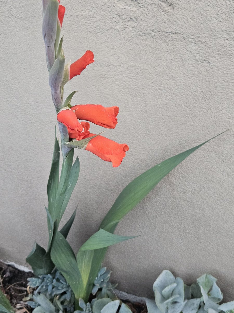 My purple gladioli is back for Christmas - oh wait! Now I'm reading about hybridisation and dominant corms.