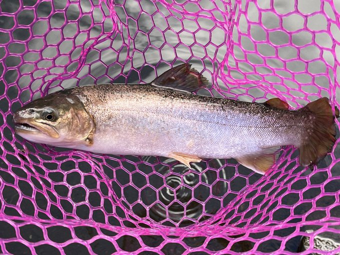 本日の釣果!🎣
持ち帰りしない日に限って美味しそうなやつばっかり釣れてまう!😂
#ゆ～のすフィッシング 