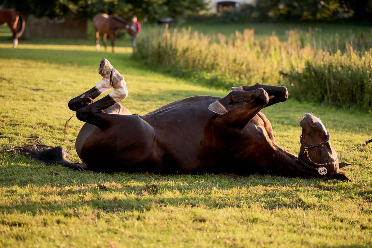 FEI_Global's tweet photo. When you've had too many holiday treats &amp; decide to 'roll' with it (no pun intended)!🤪🔄

Unwind, recharge, &amp; let the holiday spirit linger a little longer.✨

After all the festive hustle, it's time for some well-deserved rest!🐴

📸©FEI/Liz Gregg

#BoxingDayBreak #RestRecharge https://t.co/6xmv4mM1Qb