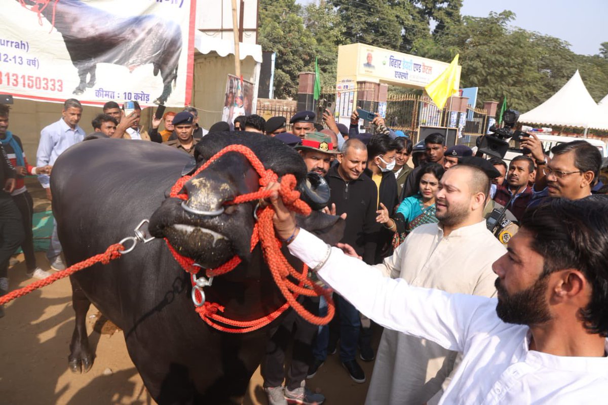 yadavtejashwi's tweet photo. पटना के वेटनरी कॉलेज परिसर में आयोजित किसान मेले में आकर्षण का केंद्र बने 10 करोड़ की कीमत तथा 30 हजार से ज्यादा बच्चों के पिता मुर्रा नस्ल के भैंसे से मिलने पहुँचा।

मुर्रा नस्ल पालतू भैंस की एक नस्ल है, जो दूध उत्पादन के लिए प्रसिद्ध है। दूध में वसा उत्पादन के लिए मुर्रा सबसे अच्छी नस्ल है। इस नस्ल की भैंसों को 'काला सोना' कहा जाता है। अगर किसानों को दुग्ध उत्पादन में बेहतरीन कमाई करनी है तो वह गाय के साथ अच्छी नस्ल की एक-दो भैंस का पालन जरूर करें, इससे दूध में कभी कमी नहीं आएगी।

हमारी सरकार विभिन्न लाभकारी योजनाओं के माध्यम से ग्रामीण अर्थव्यवस्था को सुदृढ़ करने हेतु किसानों को पशुपालन, मुर्गीपालन एवं मत्स्य पालन व्यवसाय के लिए प्रोत्साहित कर रही है। #बिहार #TejashwiYadav #Bihar #Patna