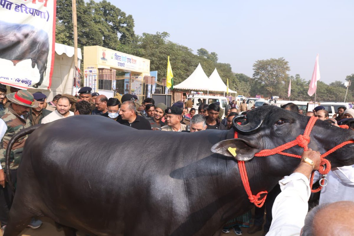 yadavtejashwi's tweet photo. पटना के वेटनरी कॉलेज परिसर में आयोजित किसान मेले में आकर्षण का केंद्र बने 10 करोड़ की कीमत तथा 30 हजार से ज्यादा बच्चों के पिता मुर्रा नस्ल के भैंसे से मिलने पहुँचा।

मुर्रा नस्ल पालतू भैंस की एक नस्ल है, जो दूध उत्पादन के लिए प्रसिद्ध है। दूध में वसा उत्पादन के लिए मुर्रा सबसे अच्छी नस्ल है। इस नस्ल की भैंसों को 'काला सोना' कहा जाता है। अगर किसानों को दुग्ध उत्पादन में बेहतरीन कमाई करनी है तो वह गाय के साथ अच्छी नस्ल की एक-दो भैंस का पालन जरूर करें, इससे दूध में कभी कमी नहीं आएगी।

हमारी सरकार विभिन्न लाभकारी योजनाओं के माध्यम से ग्रामीण अर्थव्यवस्था को सुदृढ़ करने हेतु किसानों को पशुपालन, मुर्गीपालन एवं मत्स्य पालन व्यवसाय के लिए प्रोत्साहित कर रही है। #बिहार #TejashwiYadav #Bihar #Patna