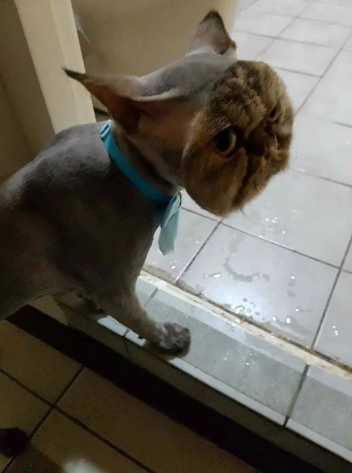 ShouldHaveCat's tweet image. This cat is fully shaved...except for its face