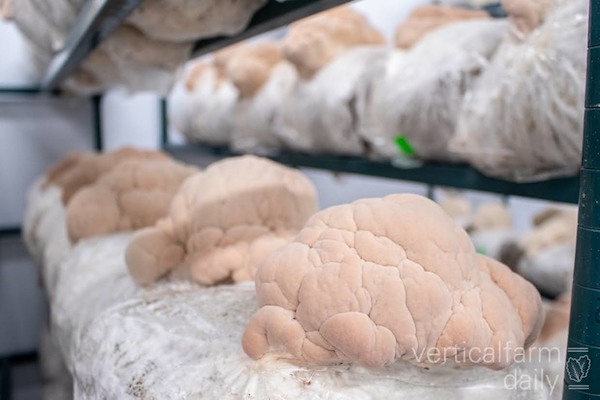 Vertical Farm Daily (@vfdaily) on Twitter photo From hotel manager to growing mushrooms in a spare bedroom
verticalfarmdaily.com/article/958839… From hotel manager to growing mushrooms in a spare bedroom
verticalfarmdaily.com/article/958839…
